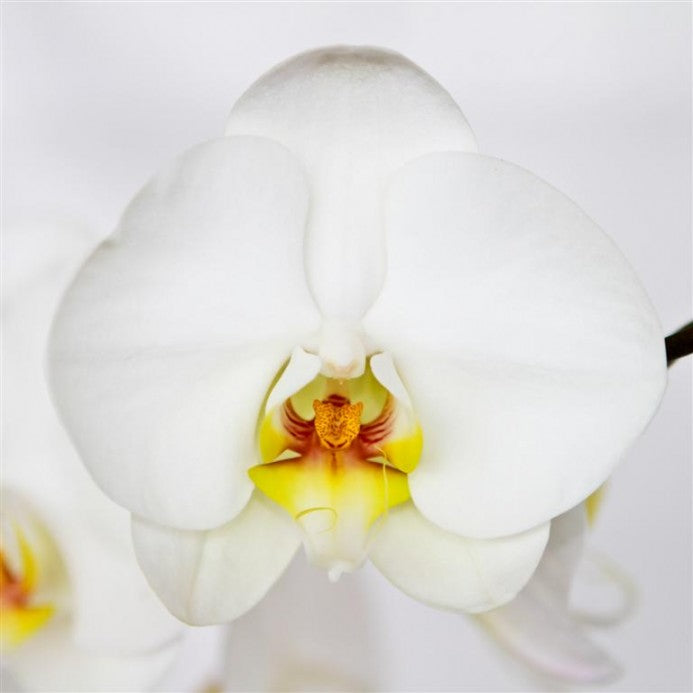 Phalaenopsis Orchid Plant