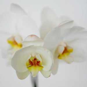 Phalaenopsis Orchid Plant