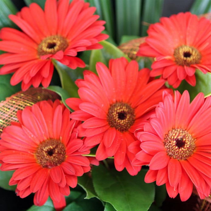 Gerbera Bouquet