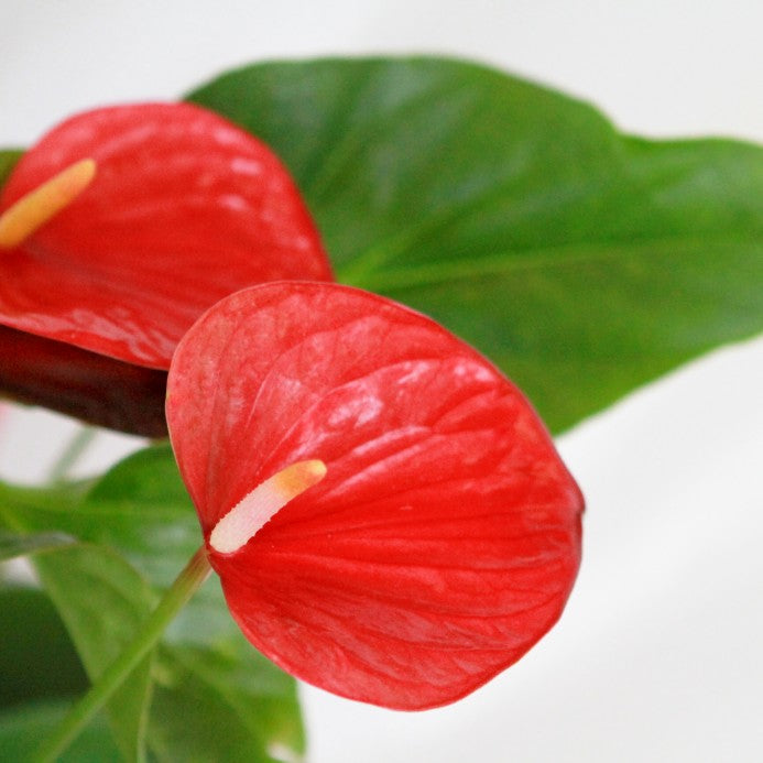 Anthurium plant